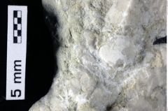 Foto (Detailansicht) von Decapoda indet. (NHMW-GEO-1990-0041-0431)